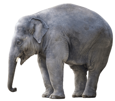 elephant